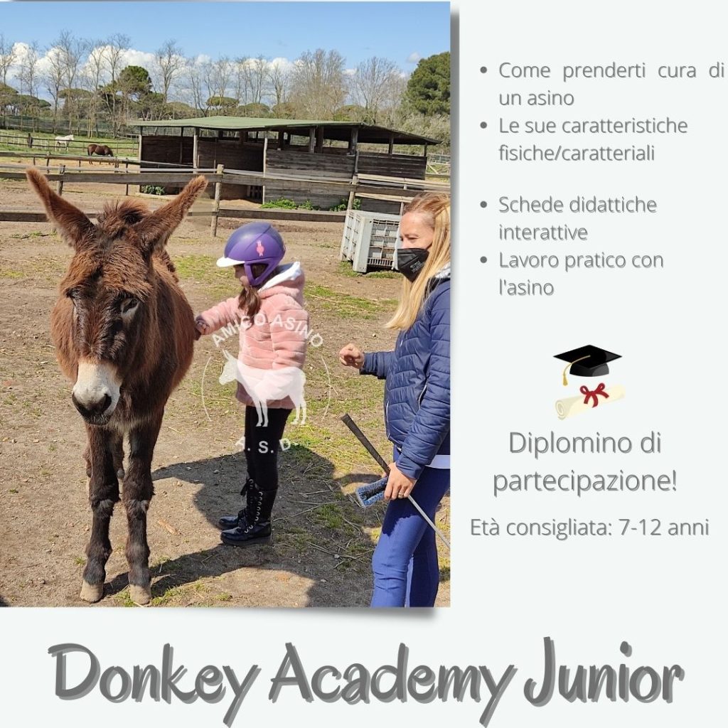 Donkey academy junior