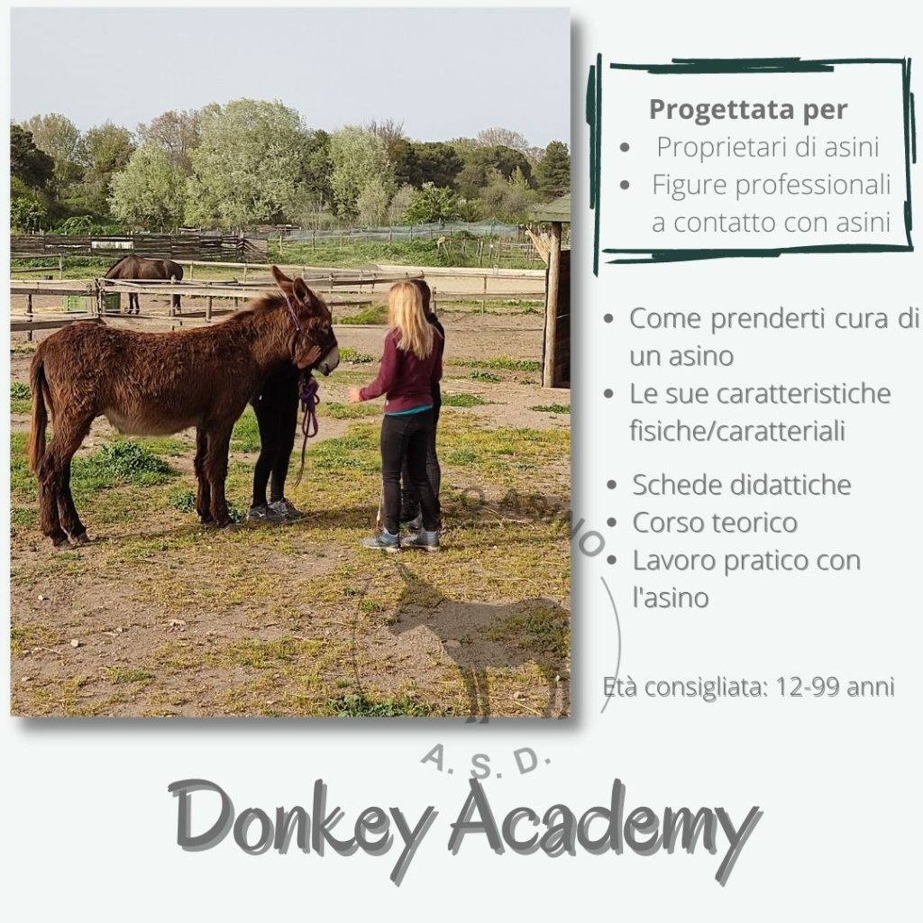 Donkey academy 