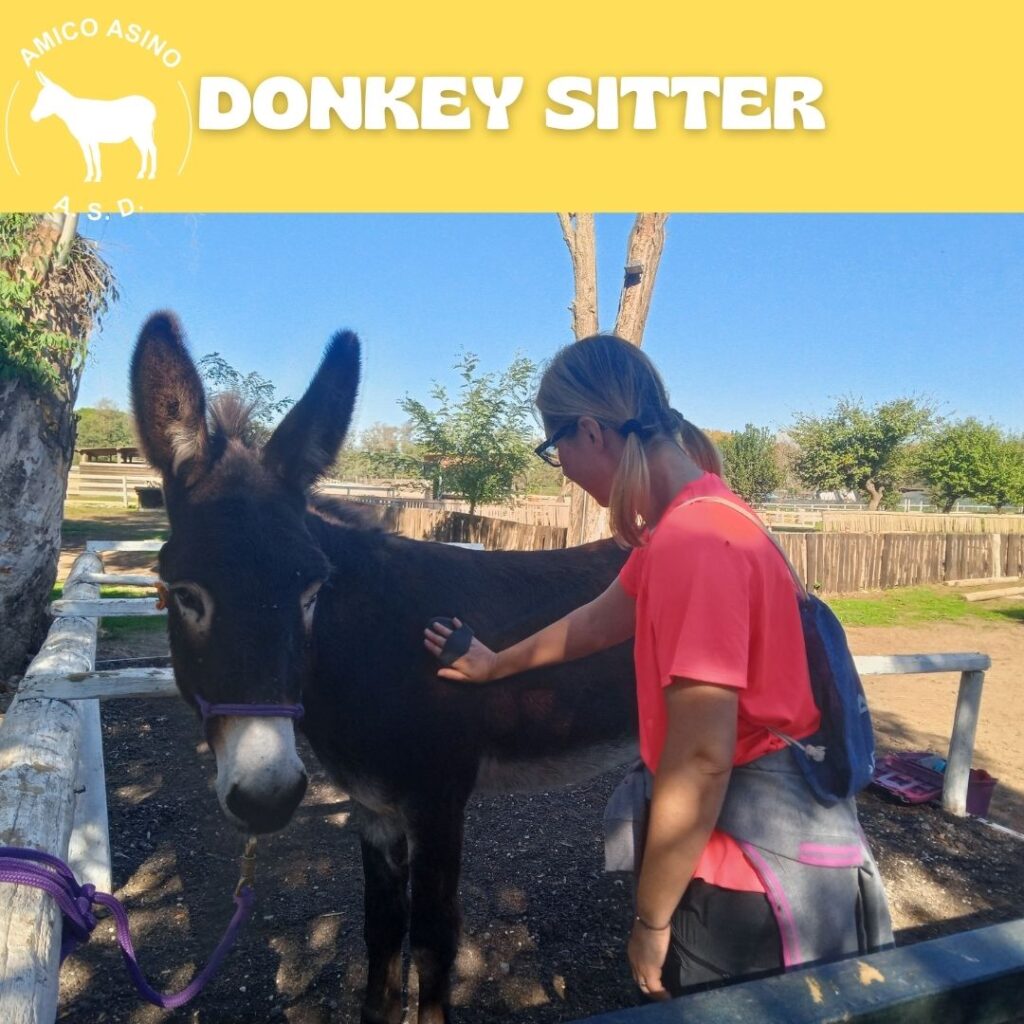 Donkey Sitter